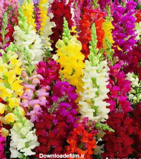 تصاویر گلهای رنگارنگ و بسیار تماشایی در دل طبیعت