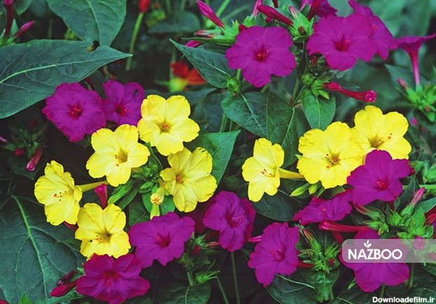 نازبو | بذر گل لاله عباسی پرگل و نحوه کاشت آن