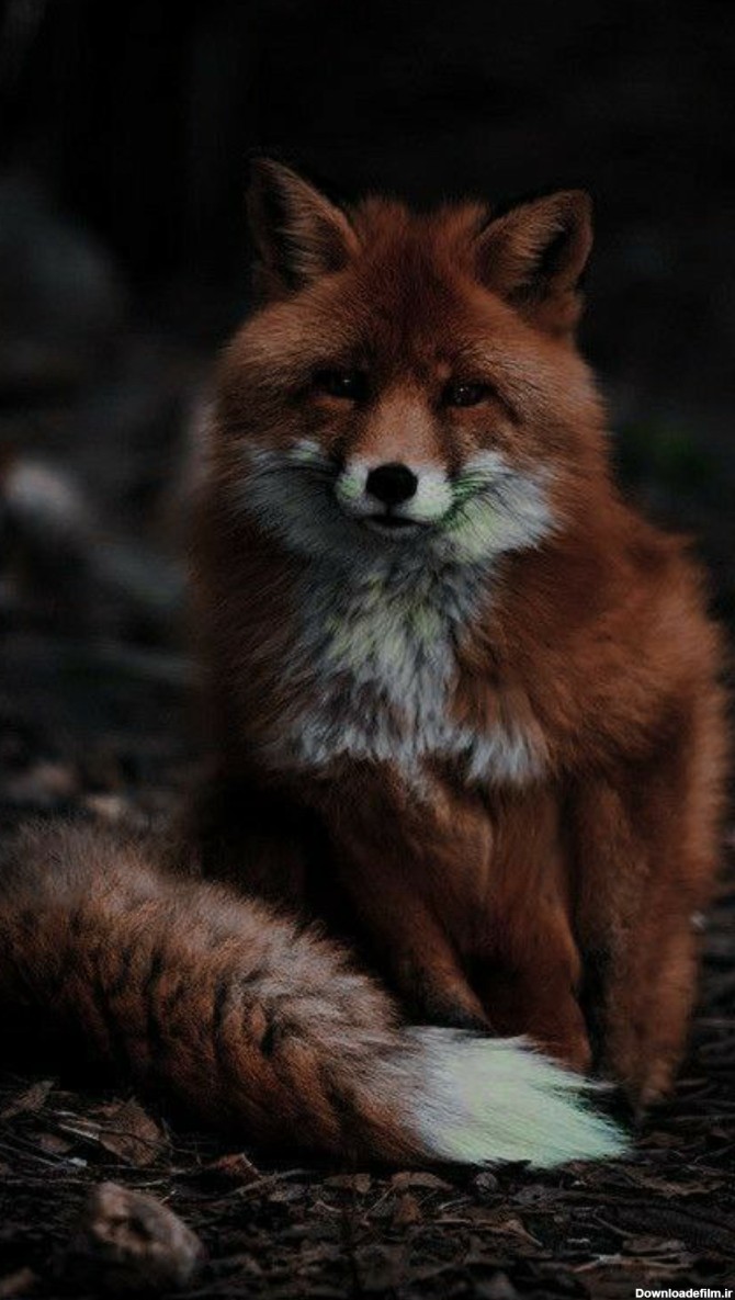 عکس استوری حیوانات اهلی وحشی روباه | تاوعکس