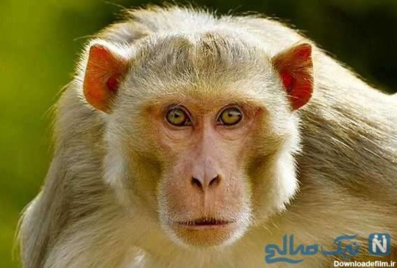 حرکات میمون | ویدیویی جالب از واکنش میمون به تقلید حرکاتش توسط انسان