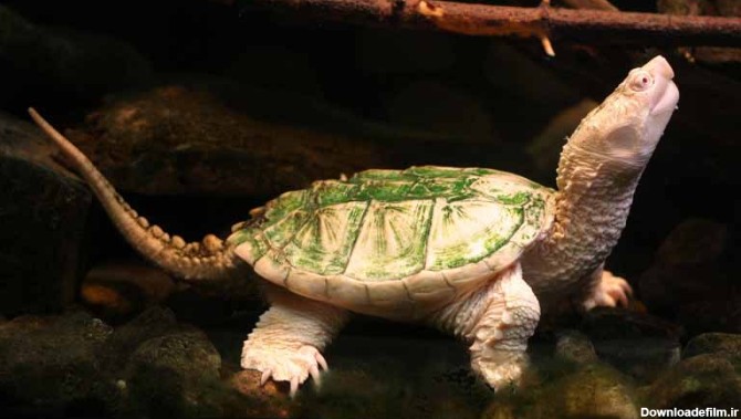 دانلود تصویر لاکپشت سبز
