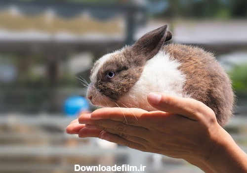 خرگوش های مینیاتوری || خرگوش های مینیاتوری را بیشتر بشناسید.