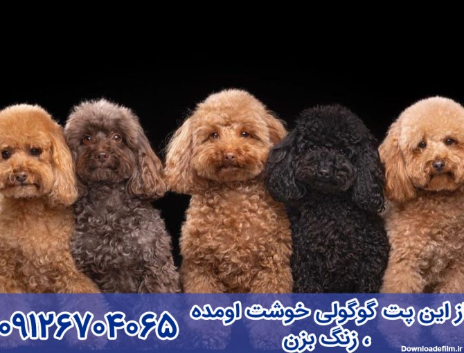 بررسی و قیمت و خرید سگ پودل عروسکی و مینیاتوری Poodle