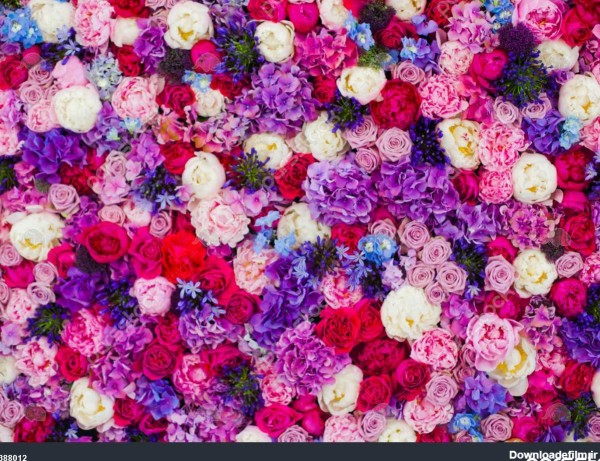 دیوار زیبا ساخته شده از گل بنفش بنفش قرمز گل رز لاله دیوار مطبوعات ...