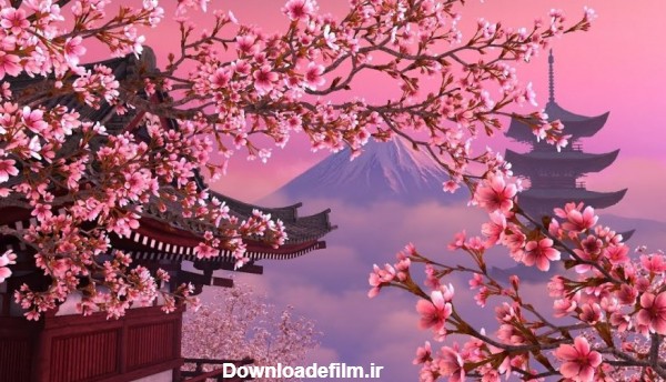 شکوفه های گیلاس ژاپن (ساکورا) و فصل + مکان های تماشای آن