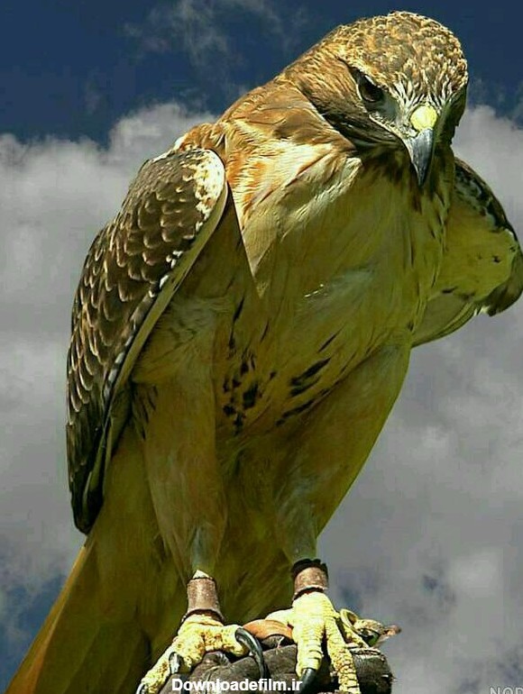 عکس عقاب کوهی