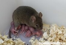 تولید بچه موش ها بدون لقاح در آزمایشگاه ! - خبرگزاری مهر | اخبار ...