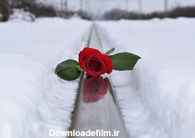 16 عکس گل رز قرمز زیبا و عاشقانه در برف برای پروفایل