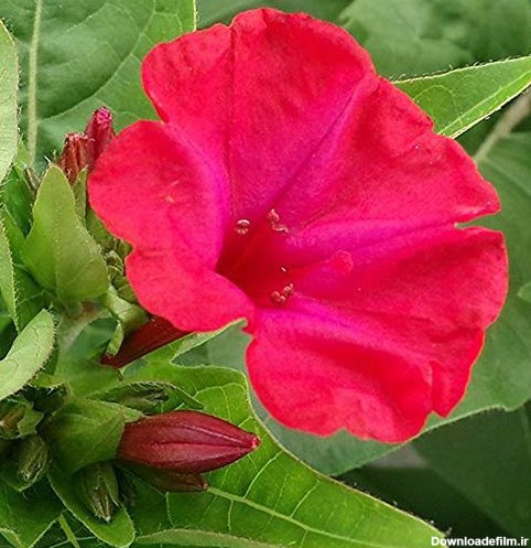 خرید بذر گل لاله عباسی پامتوسط پرگل تک رنگ قرمز روشن