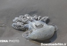 مرگ صدها عروس دریایی در ساحل بندرعباس/ محیط زیست: طبیعی است!/ عکس
