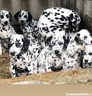 فروش سگ شکاری دالمیشن - خدمات دام و حیوانات خانگی