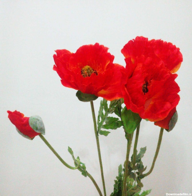 گل شقایق وحشی | گلفروشی گل کالا | هزار تومان