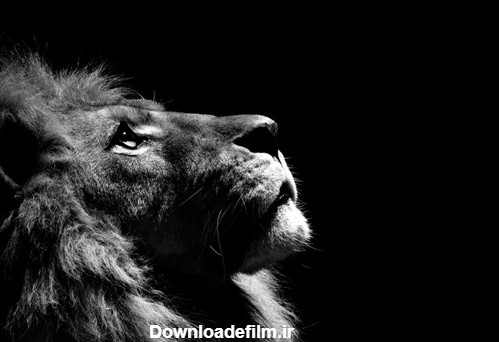 مجموعه عکس پروفایل شیر پادشاه جنگل؛ قدرتمند و مغرور
