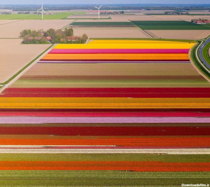 عکس هوایی از مزرعه گل های لاله هلند