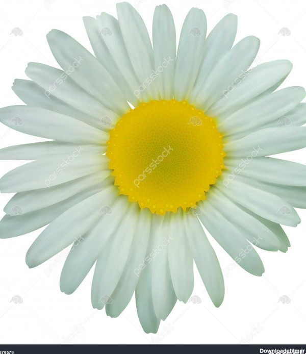 گل بابونه سفید گل افتاب گردان 1379579