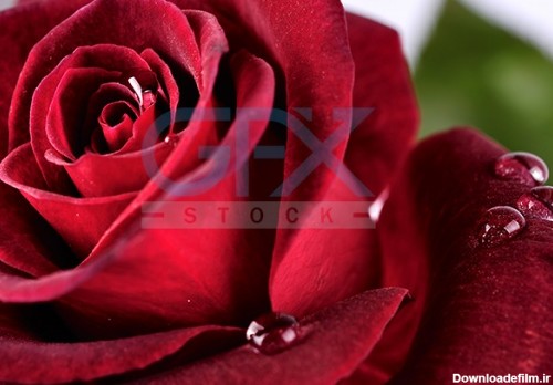 دانلود عکس زیبای گل رز و ریختن قطرات آب از نمای نزدیک