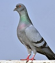 کبوتر چاهی - ویکی‌پدیا، دانشنامهٔ آزاد
