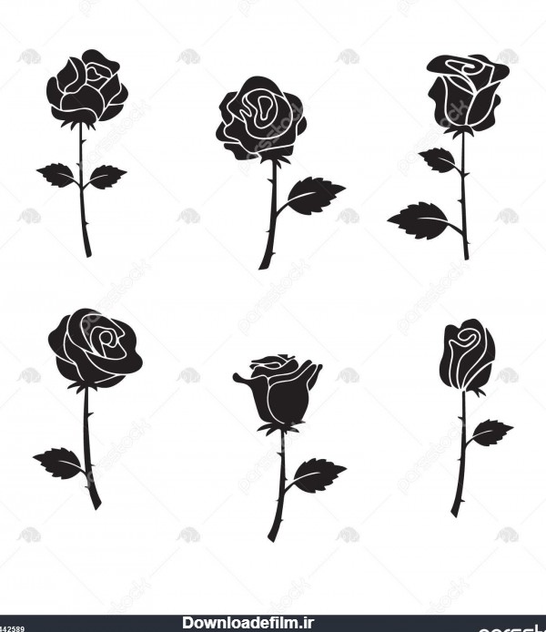 گل های رز سیاه سفید 1442589