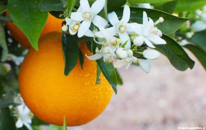 متن و کپشن خاص در مورد بهار نارنج به همراه عکس پروفایل