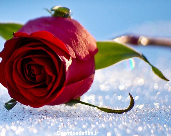 عکس گل رز در برف - عکس نودی