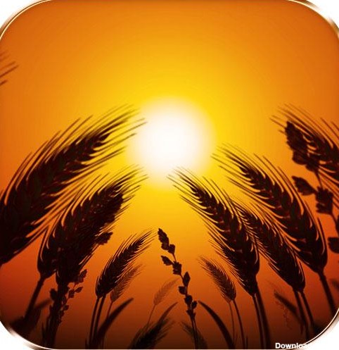 زمینه گندم در پس زمینه متحرک - برنامه‌ها در Google Play