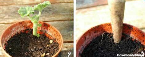 کاشت در گلدان و بستر مناسب توجه کنید یک گره باید داخل خاک باشد