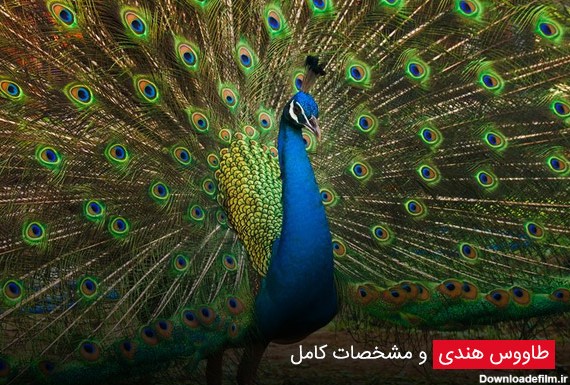 انواع نژاد طاووس به همراه عکس - چیکن دیوایس