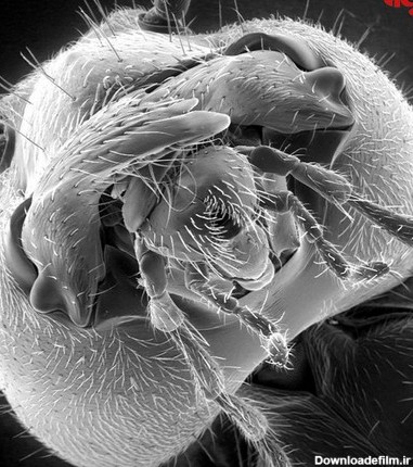 عکس های ترسناک از زیر میکروسکوپ