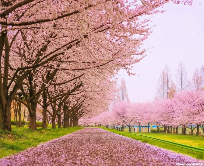 عکس زمینه شکوفه های بهاری درختان گیلاس پس زمینه | والپیپر گرام