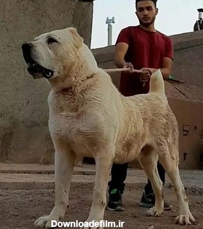عکس سگهای افغانی (25 تصویر +تاریخچه و نژاد سگهای افغان ...