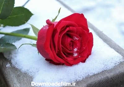 عکس گل رز در برف