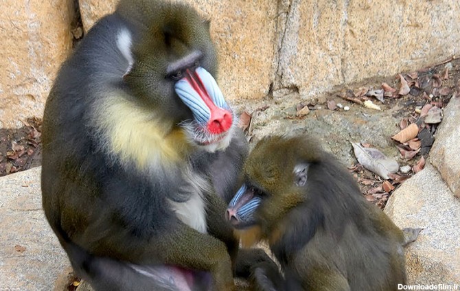 میمون مندریل - آشنایی با شگفت‌انگیزترین میمون زمین | دنیای ...