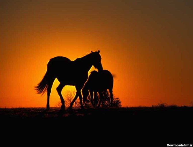 دانلود تصویر اسب و غروب آفتاب | تیک طرح مرجع گرافیک ایران