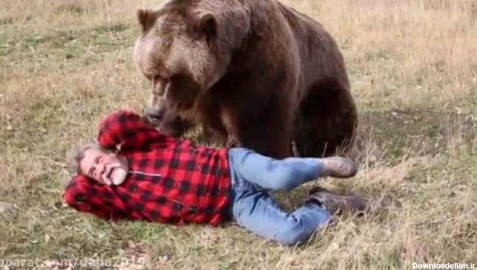 5 حمله وحشتناک خرس به انسان که تا به حال ندیده اید