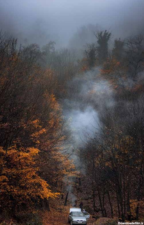 تصویر جنگل مه آلود در شمال ایران | تیک طرح مرجع گرافیک ایران
