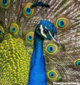 اطلاعات کامل در مورد طاووس + تصاویر بسیار زیبا | دنیای حیوانات