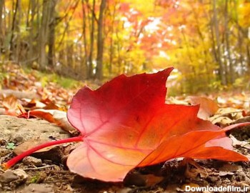 زرد شدن و ریزش برگ های درختان خزان کننده در پاییز – فروشگاه مالک