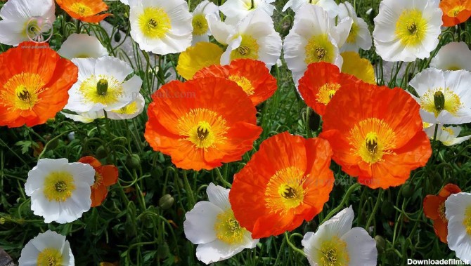 انواع گل شقایق و شرایط نگهداری از گل شقایق - پوپونیک