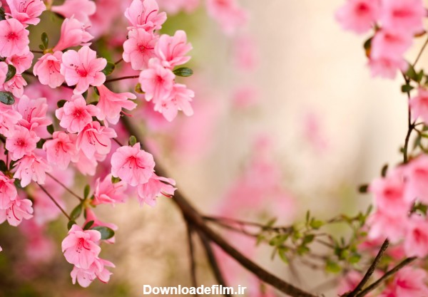 زیباترین عکس شکوفه های بهاری صورتی