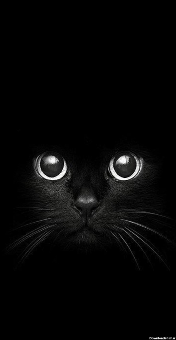 عکس گربه ی سیاه برای تصویر زمینه