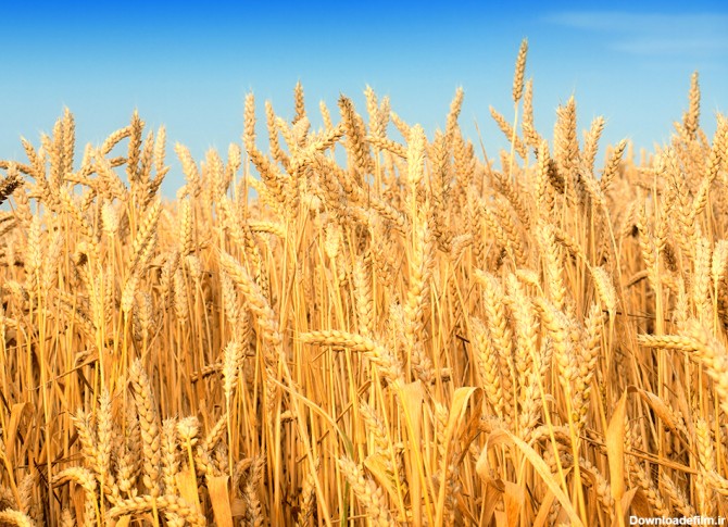 عکس خوشه های گندم در گندمزار - مسترگراف
