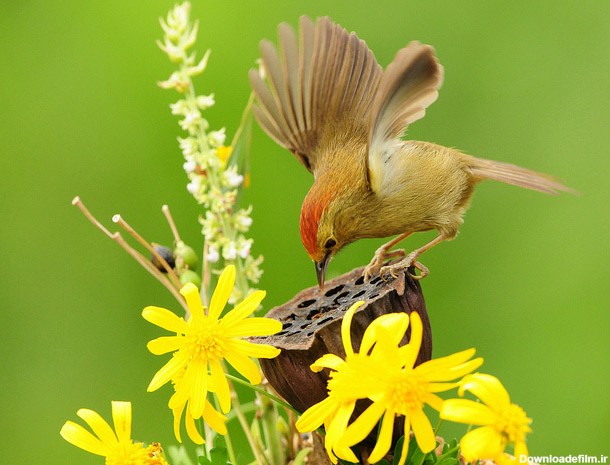 گالری عکسهای پرندگان زیبا در طبیعت -سری جدید