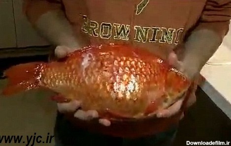 صید ماهی قرمز1.5کیلوگرمی +عکس و فیلم