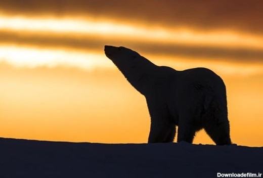 تصاویر شگفت انگیز از خرس های قطبی