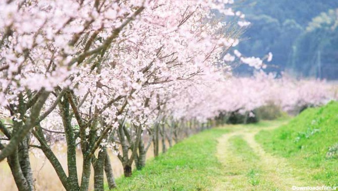 تصویر باکیفیت راه خاکی در میان درختان شکوفه دار