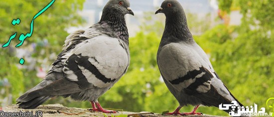 تحقیق درباره زندگی کبوتر یا کفتر و محل نگهداری آن - دانشچی