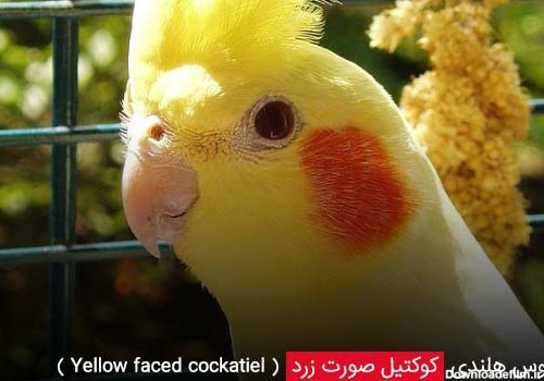 کوکتیل صورت زرد ( Yellow faced cockatiel ) - چیکن دیوایس