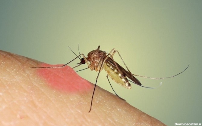 فرارو | هفت دلیلی که پشه‌ها به شما حمله می‌کنند