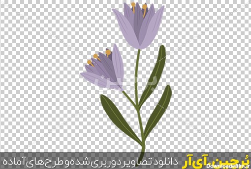 Borchin-ir-purple flowers png transparent BG عکس گرافیکی یک شاخه گل بنفش png2