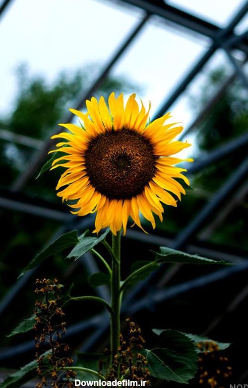 عکس گل آفتابگردان زیبا برای پروفایل - عکس نودی